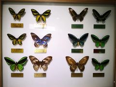 -上海昆虫博物馆