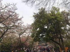 -武汉大学-樱园