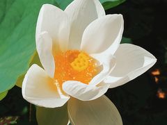 -陈家山荷花公园