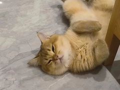 -东方名猫馆·英短金渐层布偶猫舍(环线广场1号楼店)