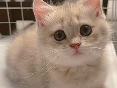 -屋虎猫馆(宝安大仟里店)
