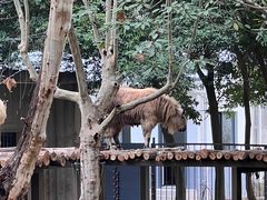 -成都动物园