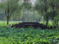 -桂湖森林公园