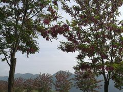 -王顺山国家森林公园