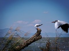 -捞渔河湿地公园
