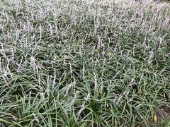 -西湖外事游船(花港观鱼码头)