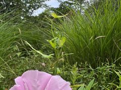 -昆山城市生态森林公园