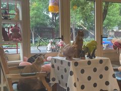 -猫小院猫主题餐厅(南锣旗舰店)