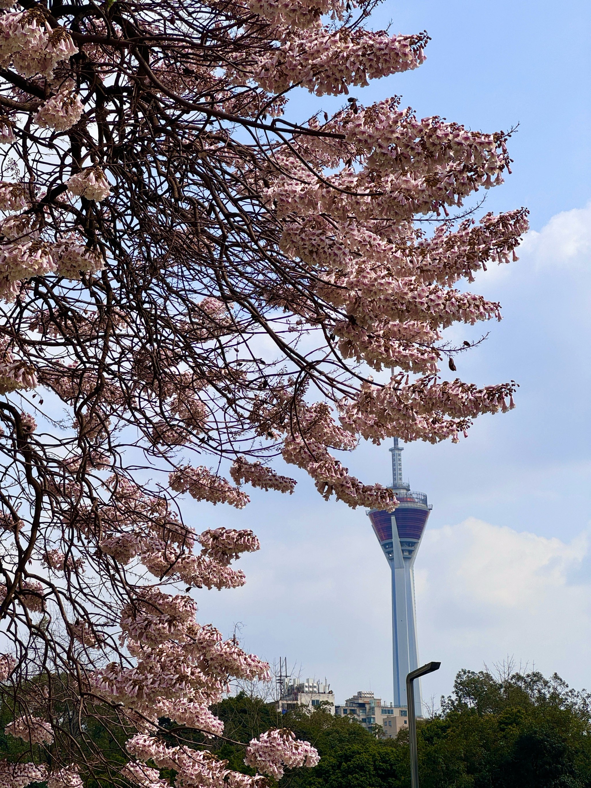 成都泡桐花图片