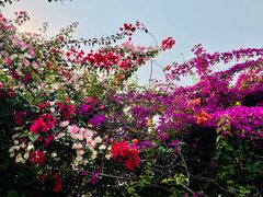-中国科学院西双版纳热带植物园
