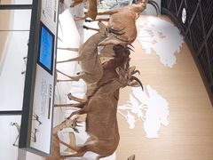 -陕西自然博物馆