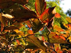 -旅马餐厅(茅家埠店)