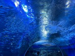 -海合安成都极地海洋公园