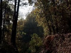 -南宁良凤江国家森林公园