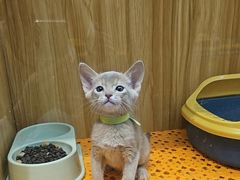 -欣宠猫屋·矮脚拿破仑·蓝金金渐层