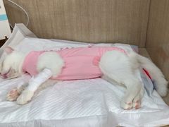-北京观赏动物医院·24小时大型综合·猫专科·异宠专科