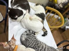 -猫小院猫主题餐厅(南锣旗舰店)