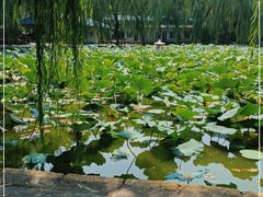 -团结湖公园