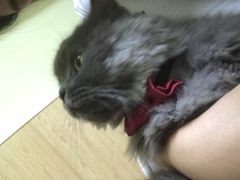 -瑞鹏宠物医院·骨科·猫科·内科(第一中心)