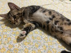 -老·贝尔杂碎馆