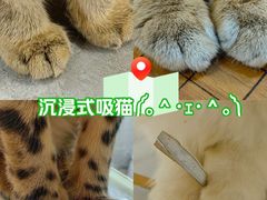 -楼上猫咖(罗湖店)