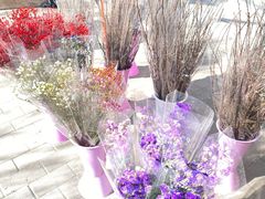 -宝鸡东道花鸟鱼虫市场(吉利花园商场店)