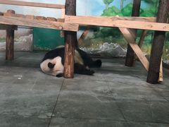 -无锡动物园·太湖欢乐园