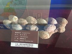 -中国西峡恐龙遗迹园
