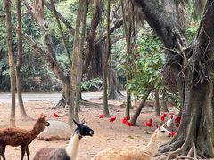 -广州长隆野生动物世界