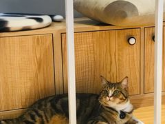 -啵啵喵·猫咖(攀华国际店)