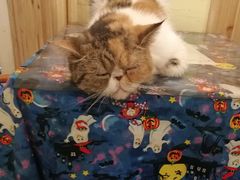 -猫色咖啡·猫咖
