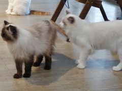 -猫咪咖啡·猫咖(万达广场店)