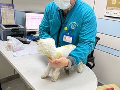 -中农国际动物医院24小时·猫科·骨科·急重症中心