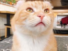 -平行世界·猫咖(首经贸店)