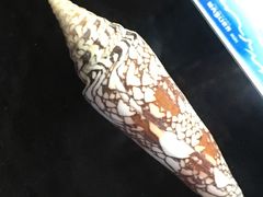 -贝壳梦幻世界