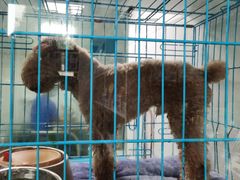 -萌兽医馆·宠物医院·猫骨科(创景店)