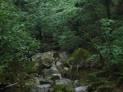 -天目山大树王景区
