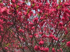 -南汇桃花村