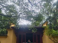 -天目山大树王景区