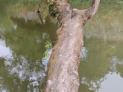 -和顺古镇