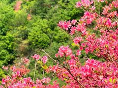 -木兰云雾山