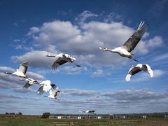 -盐城丹顶鹤湿地生态旅游区