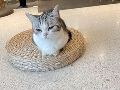 -飞行喵MR PILOT|猫舍·猫咖(静安大融城店)
