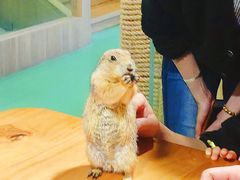 -藦茜花园宠物主题亲子互动体验馆(国顺东路店)