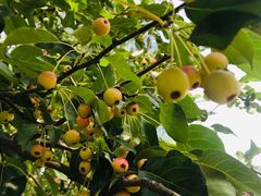 -大兴滨河森林公园