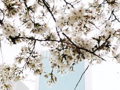 -西北湖绿化广场