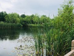 -上海长兴岛郊野公园