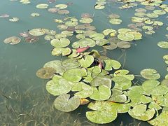 -贡湖湾湿地公园