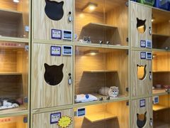 -小猫来了猫舍(福田店)