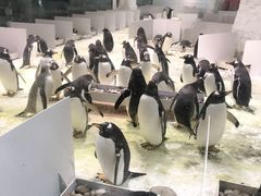 -大连圣亚海洋世界